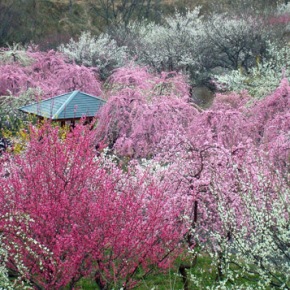 Plum Blossom Report: Nogyo Park Plum Blossom Festival
